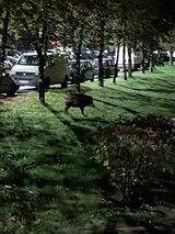 Zdjęcie użytkownika Foxl