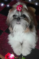 Фотография пользователя iwsiew1