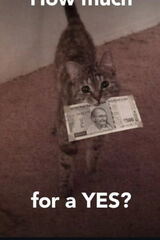 Foto pengguna gotowpk