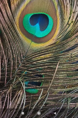 Fotka uživatele georgievekipceh