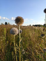 Foto pengguna Carmen33