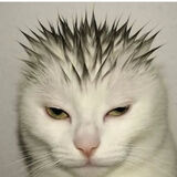 Benutzerfoto konik21rrrrr