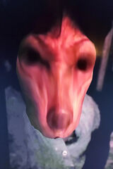 Zdjęcie użytkownika szczurchujka