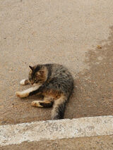 Benutzerfoto boussekinelotfi97