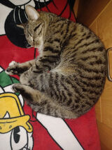 Foto utilizatorului katarzynkamariak15