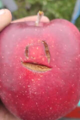 Fotos karwackiburdel