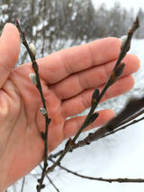 Фотография пользователя Xpr