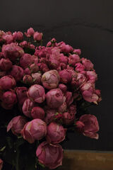 Fotka uživatele nestleshechka