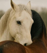 Zdjęcie użytkownika mezniahmed