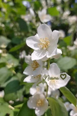 Фотография пользователя NigunNeszama