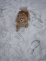 Foto pengguna cosnowego22