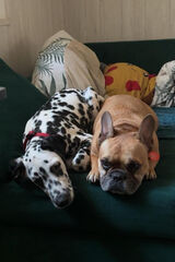 Foto utilizatorului marcelmarcin0691