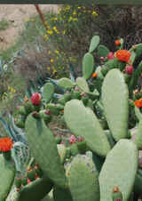 Photos Magoskamowiami