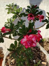 Photos amazonverifyinst87