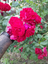 Foto pengguna LukaszKl1