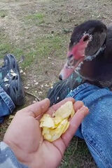 Foto utilizatorului mak08911980mk1