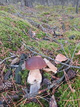 Фото користувача zenobiusz1965