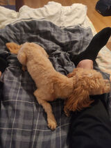 Foto pengguna czubaszekwojtek4