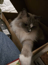 Фотография пользователя majablachnicka