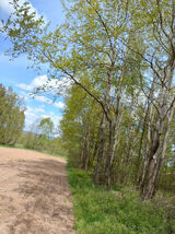 Foto utilizatorului FlorinMontiano