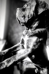 Fotka uživatele beardedboar89