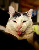 Zdjęcie użytkownika Senqma