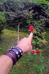 Benutzerfoto WitkoKitek