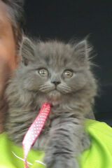 Foto pengguna zkamraj