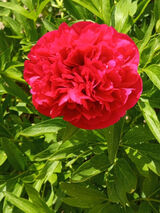 Zdjęcie użytkownika weronikaadamek0141