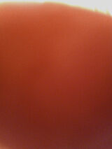 Photos jacekkardas02