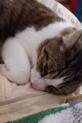 Foto pengguna Lenosia