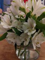 Fotos magdalenaburzyns26