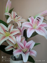 Photos bcjanmusil444