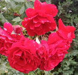 Zdjęcie użytkownika Nazawszeerazem