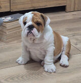 Фото користувача TOMASZ264077