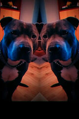 Foto utilizatorului Romance13