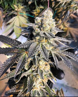 Foto pengguna Bartek37Jp