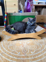 Фото користувача SajdiiQ