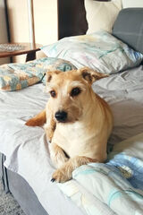 Zdjęcie użytkownika gajdamaciek1871983