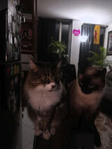 Фотография пользователя Czarnypeper1