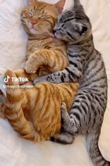 Photos januszcudak99