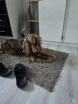 Foto utilizatoruluiGainski