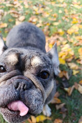 Zdjęcie użytkownika BRAKIDDZWONIACEGO