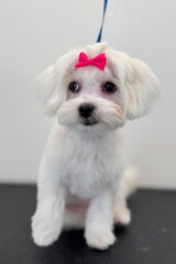 Zdjęcie użytkownika Convicted1410