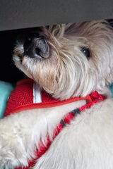 Foto utilizatorului Mikolaj8888