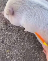 Fotka uživatele gajdaalladyn