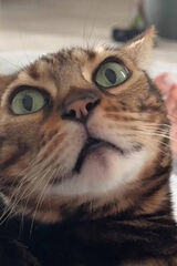 Foto utilizatorului GartinMarrix