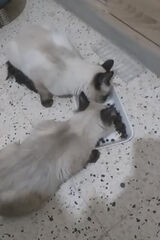 Foto pengguna gourariamer8
