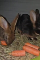 Fotka uživatele Wojtas28