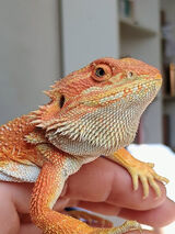 Benutzerfoto Damianani